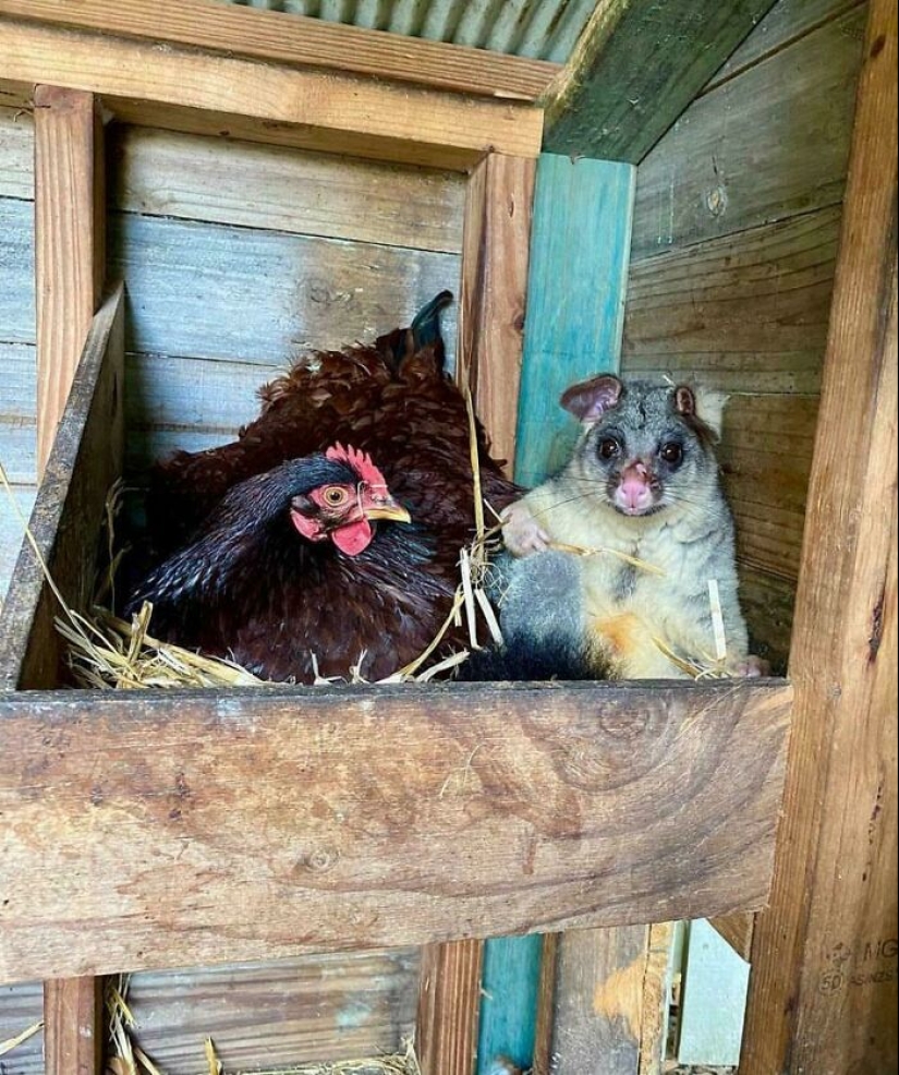 Down Under Wonders: 12 Uniquely Australian Things To Crack You Up