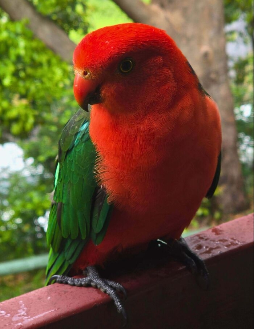 Down Under Wonders: 12 Uniquely Australian Things To Crack You Up