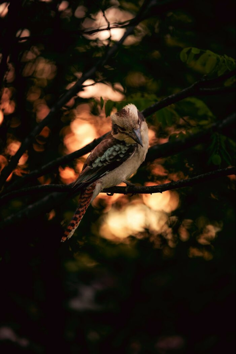 Down Under Wonders: 12 Uniquely Australian Things To Crack You Up