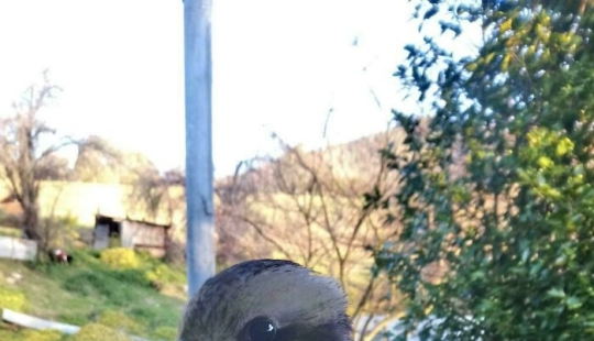 Down Under Wonders: 12 Uniquely Australian Things To Crack You Up Down Under Wonders: 12 Uniquely Australian Things To Crack You Up