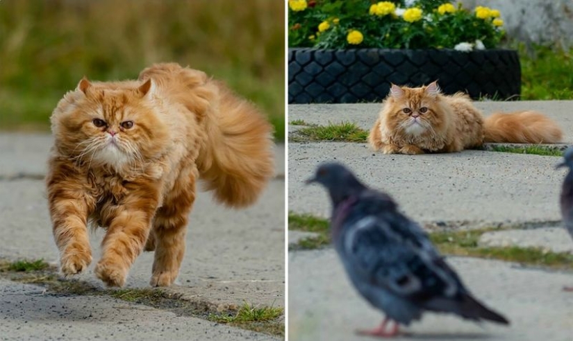 Dramática historia de bigotes de gato, que no podía Dramática historia de bigotes de gato, que no podía