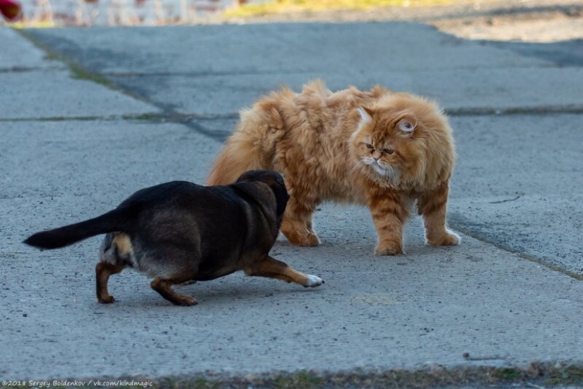 Dramática historia de bigotes de gato, que no podía Dramática historia de bigotes de gato, que no podía