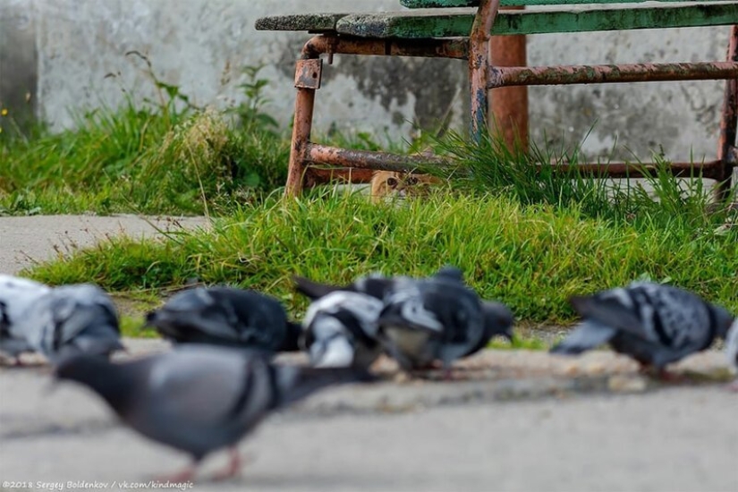 Dramática historia de bigotes de gato, que no podía Dramática historia de bigotes de gato, que no podía