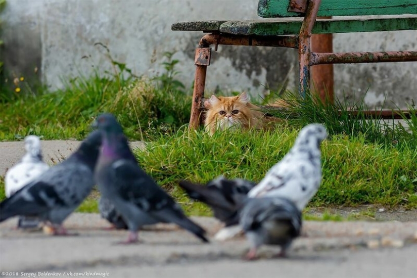 Dramática historia de bigotes de gato, que no podía Dramática historia de bigotes de gato, que no podía