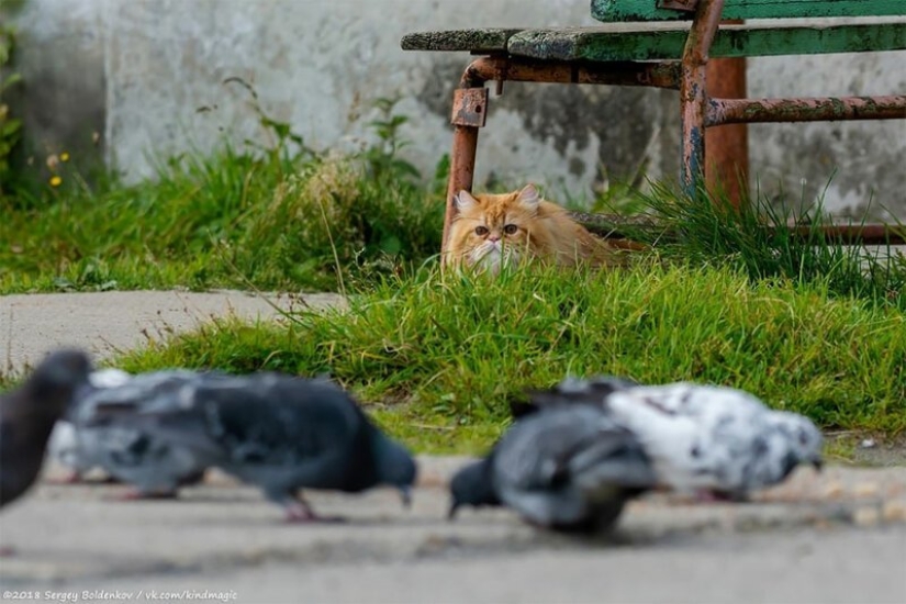 Dramática historia de bigotes de gato, que no podía Dramática historia de bigotes de gato, que no podía
