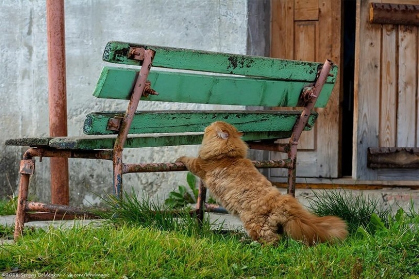 Dramática historia de bigotes de gato, que no podía Dramática historia de bigotes de gato, que no podía