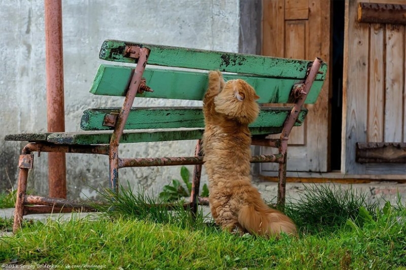 Dramática historia de bigotes de gato, que no podía Dramática historia de bigotes de gato, que no podía