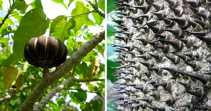 "Dynamite tree— is a plant that is better to admire from afar "Dynamite tree— is a plant that is better to admire from afar