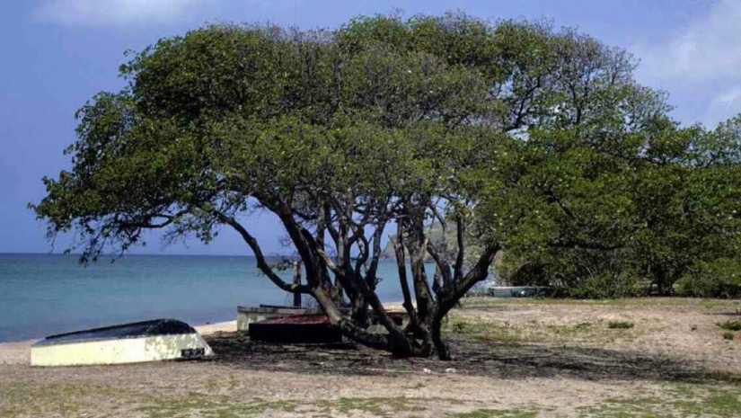 "Dynamite tree— is a plant that is better to admire from afar "Dynamite tree— is a plant that is better to admire from afar