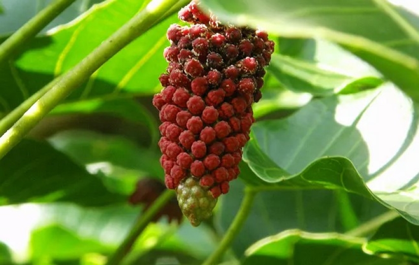 "Dynamite tree— is a plant that is better to admire from afar "Dynamite tree— is a plant that is better to admire from afar