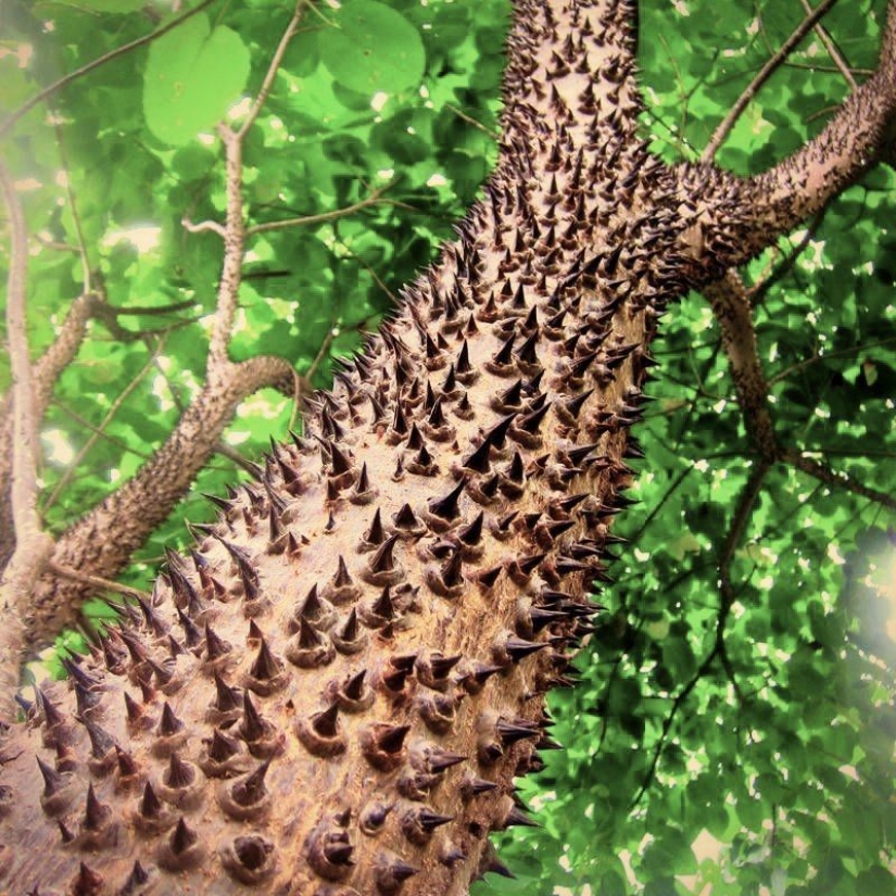 "Dynamite tree— is a plant that is better to admire from afar "Dynamite tree— is a plant that is better to admire from afar