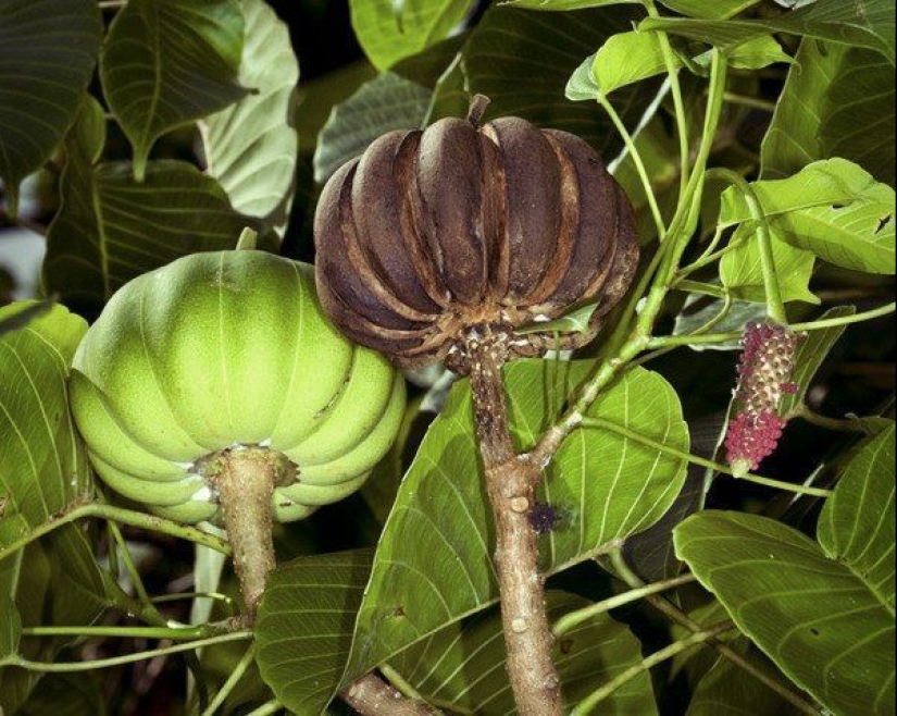 "Dynamite tree— is a plant that is better to admire from afar "Dynamite tree— is a plant that is better to admire from afar