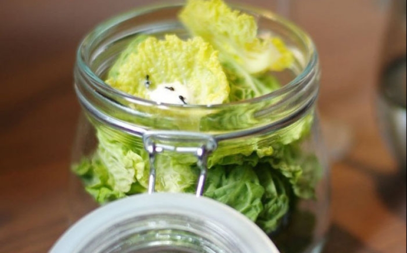 Eat the living: 10 of the most sadistic dishes in the world Eat the living: 10 of the most sadistic dishes in the world