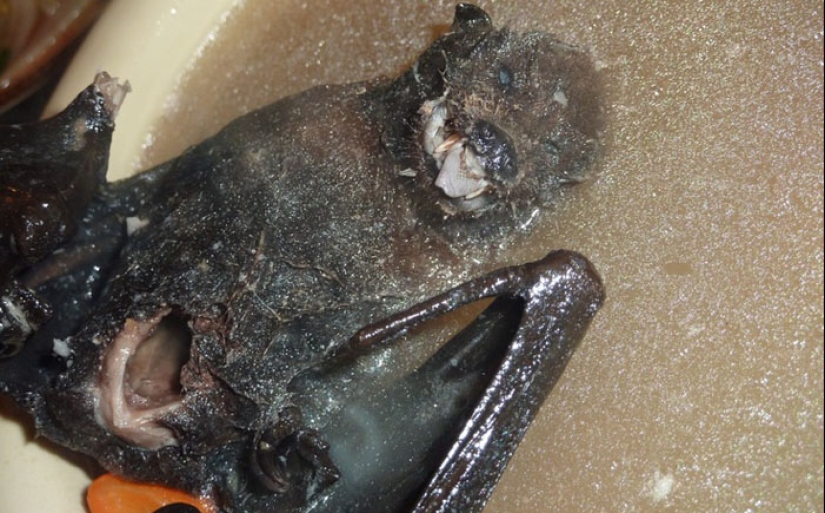 Eat the living: 10 of the most sadistic dishes in the world Eat the living: 10 of the most sadistic dishes in the world