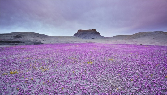 El desierto floreciente de Anza-Borrego El desierto floreciente de Anza-Borrego