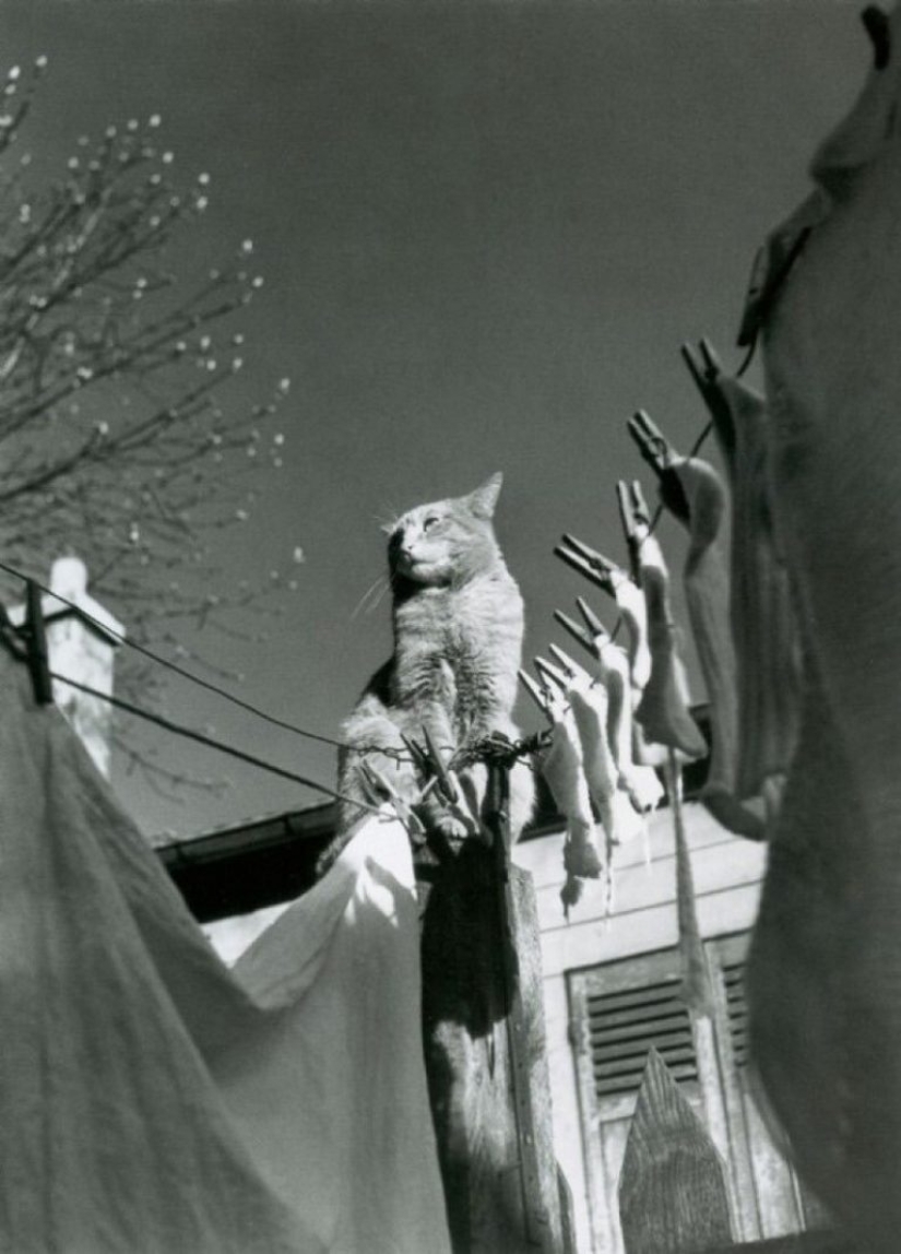 El fotógrafo Izis Bidermanas: "Esto no es París y no a la antigua, pero a mi solo" El fotógrafo Izis Bidermanas: "Esto no es París y no a la antigua, pero a mi solo"