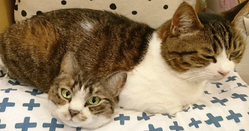El misterio del gato de dos cabezas y otras maravillas de la artesana japonesa
