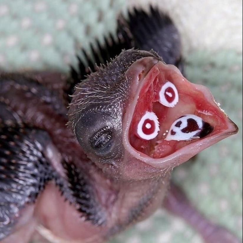 El mundo todavía es capaz de sorprender: 22 fotos que no te dejará indiferente