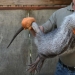 El &quot;Ratón Terrible&quot; de Pacarana es un animal raro y cariñoso de América del Sur.