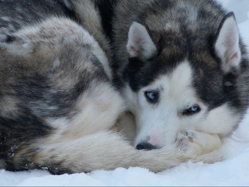 El "refrigerador" de la Tierra. Hechos increíbles sobre la misteriosa y áspera Antártida El "refrigerador" de la Tierra. Hechos increíbles sobre la misteriosa y áspera Antártida