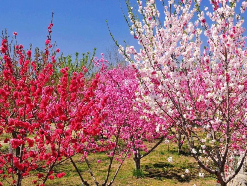 En Japón celebrar las niñas Hina Matsuri En Japón celebrar las niñas Hina Matsuri