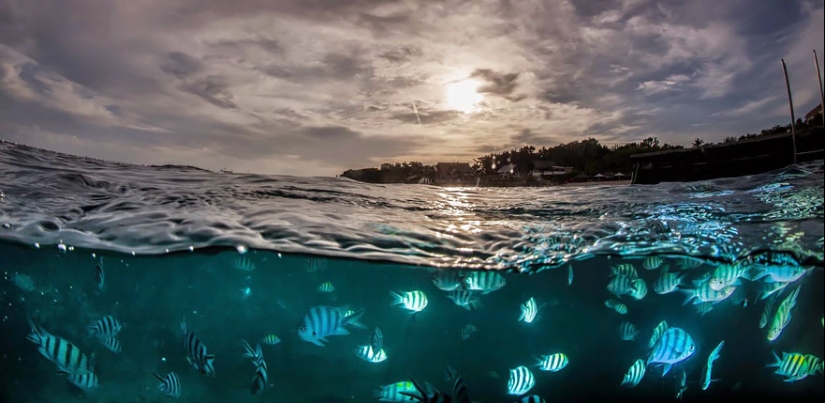 Entre dos mundos: estas fotos semi-submarinas muestran lo que te espera detrás de la pantalla de la superficie del agua Entre dos mundos: estas fotos semi-submarinas muestran lo que te espera detrás de la pantalla de la superficie del agua