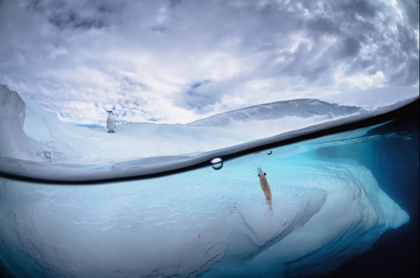Entre dos mundos: estas fotos semi-submarinas muestran lo que te espera detrás de la pantalla de la superficie del agua Entre dos mundos: estas fotos semi-submarinas muestran lo que te espera detrás de la pantalla de la superficie del agua