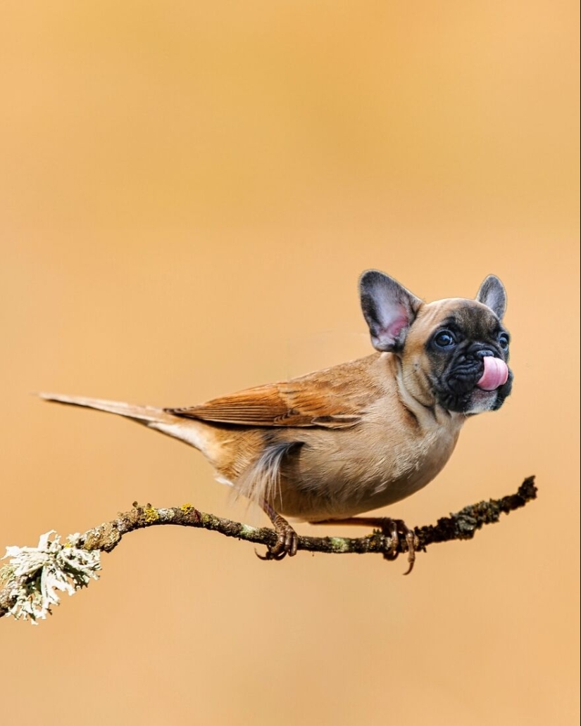 Este artista crea animales que no existen fusionando dos