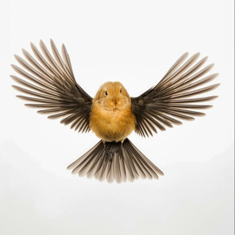 Este artista crea animales que no existen fusionando dos