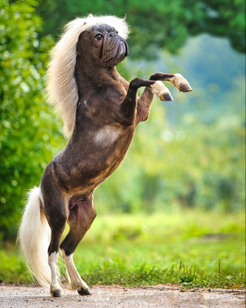 Este artista crea animales que no existen fusionando dos