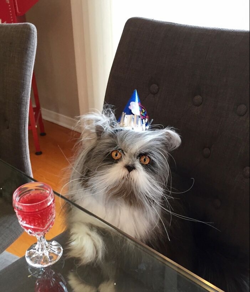 Este gato de apariencia única ha capturado los corazones de miles de personas en todo el mundo Este gato de apariencia única ha capturado los corazones de miles de personas en todo el mundo