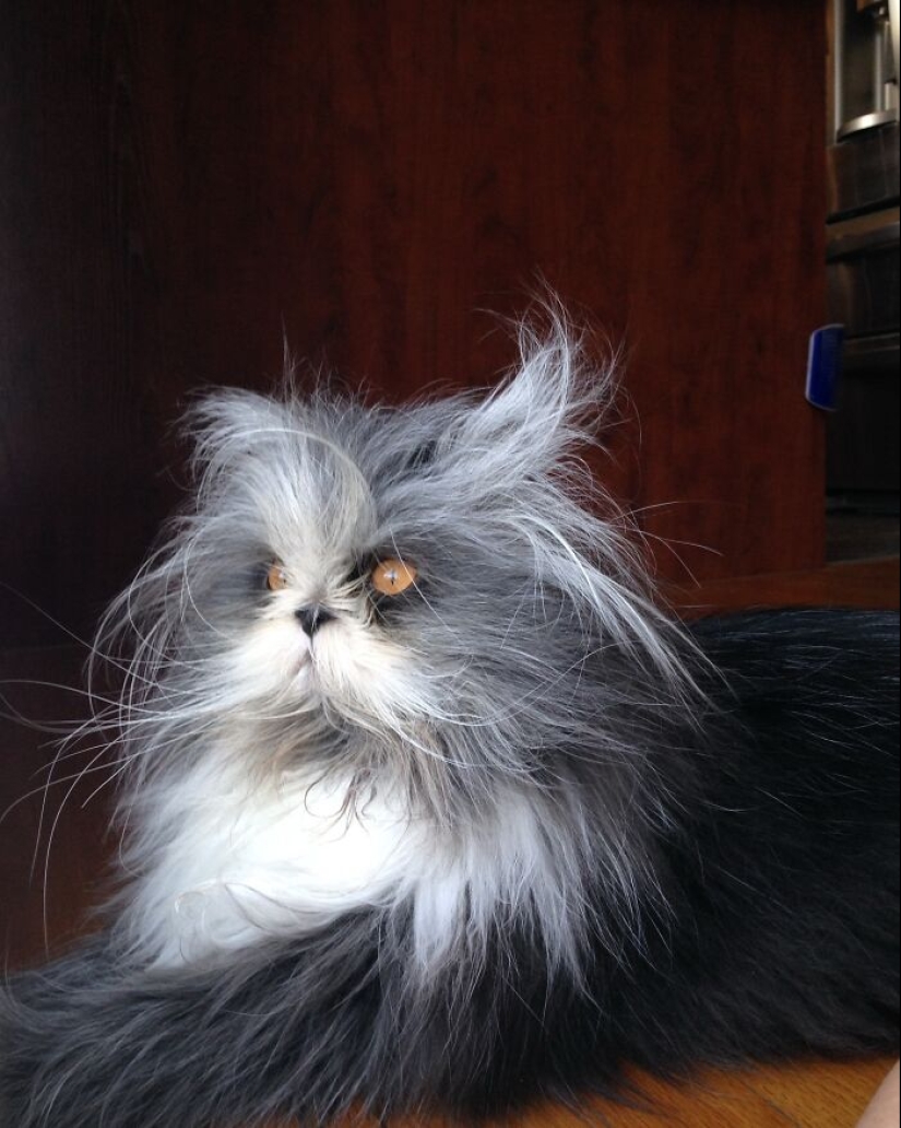 Este gato de apariencia única ha capturado los corazones de miles de personas en todo el mundo Este gato de apariencia única ha capturado los corazones de miles de personas en todo el mundo