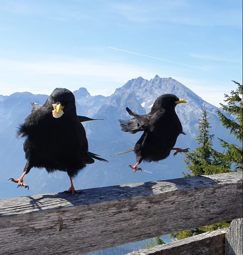 Este grupo de Facebook está dedicado a fotografías de vida silvestre que son tan malas que son buenas Este grupo de Facebook está dedicado a fotografías de vida silvestre que son tan malas que son buenas