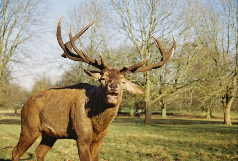 Este grupo de Facebook está dedicado a fotografías de vida silvestre que son tan malas que son buenas Este grupo de Facebook está dedicado a fotografías de vida silvestre que son tan malas que son buenas