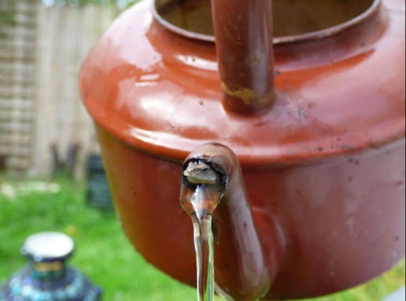 Este grupo de Facebook está dedicado a fotografías de vida silvestre que son tan malas que son buenas Este grupo de Facebook está dedicado a fotografías de vida silvestre que son tan malas que son buenas