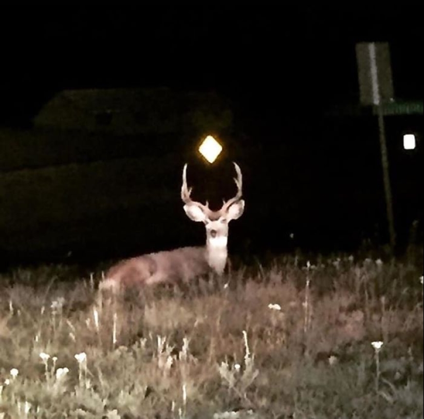 Este grupo de Facebook está dedicado a fotografías de vida silvestre que son tan malas que son buenas Este grupo de Facebook está dedicado a fotografías de vida silvestre que son tan malas que son buenas