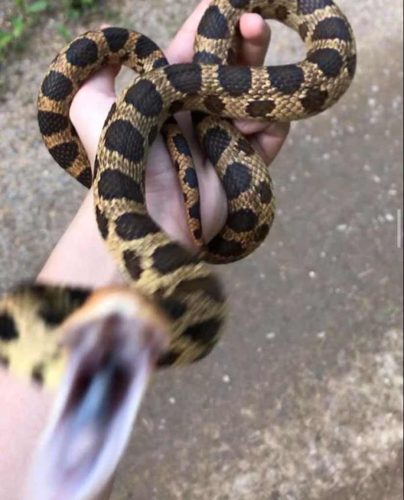 Este grupo de Facebook está dedicado a fotografías de vida silvestre que son tan malas que son buenas Este grupo de Facebook está dedicado a fotografías de vida silvestre que son tan malas que son buenas