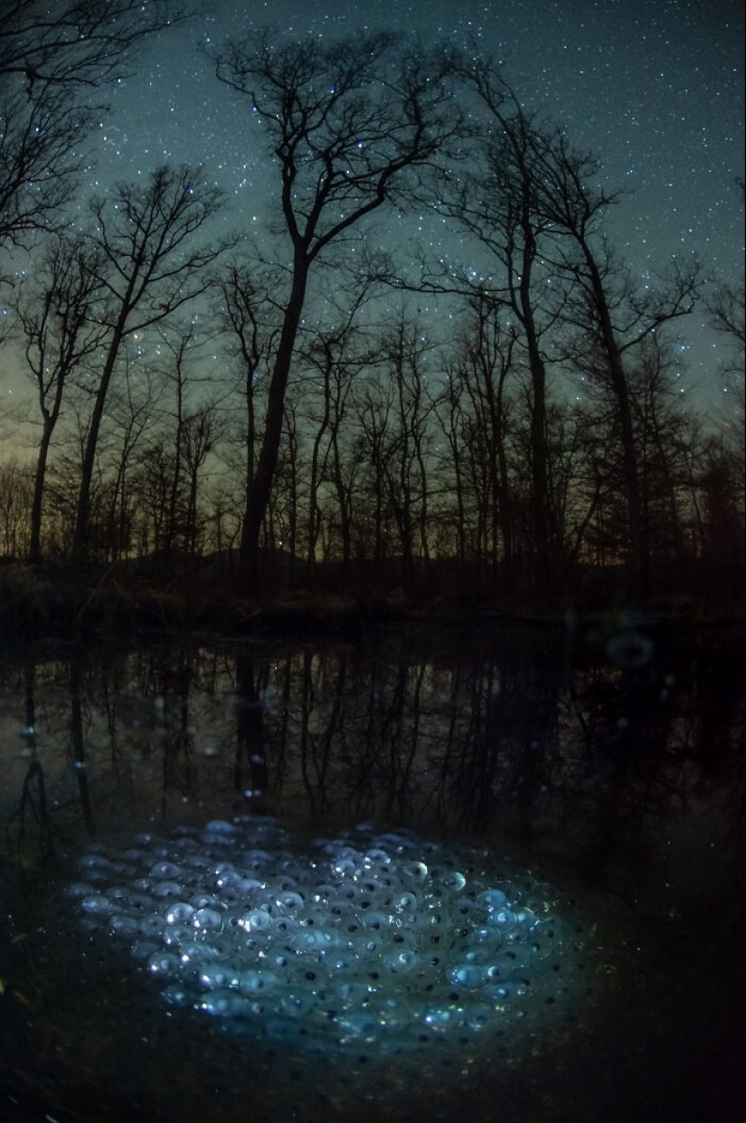 Estos son los ganadores de los premios al fotógrafo de primeros planos del año Estos son los ganadores de los premios al fotógrafo de primeros planos del año