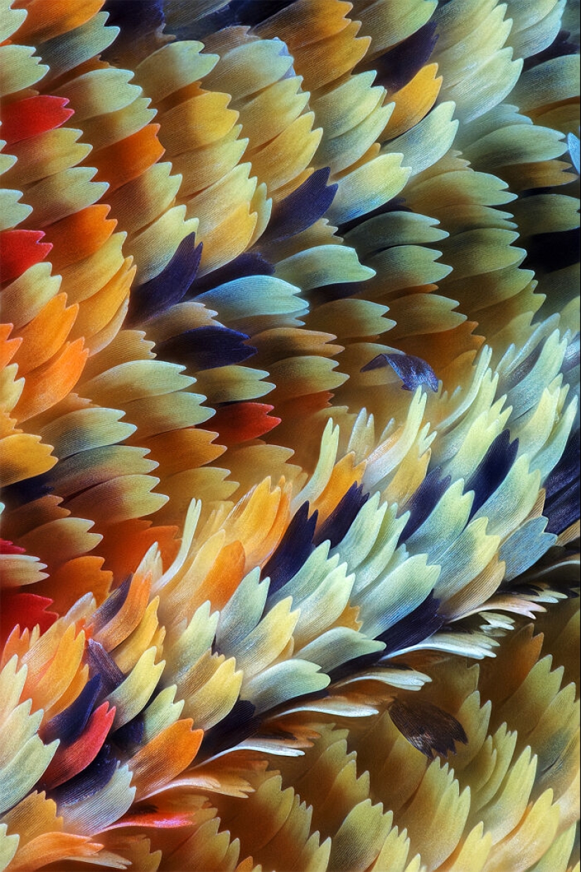 Estos son los ganadores de los premios al fotógrafo de primeros planos del año Estos son los ganadores de los premios al fotógrafo de primeros planos del año