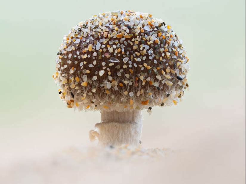 Estos son los ganadores de los premios al fotógrafo de primeros planos del año Estos son los ganadores de los premios al fotógrafo de primeros planos del año