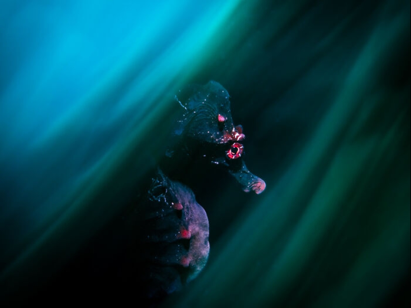 Estos son los ganadores de los premios al fotógrafo de primeros planos del año Estos son los ganadores de los premios al fotógrafo de primeros planos del año