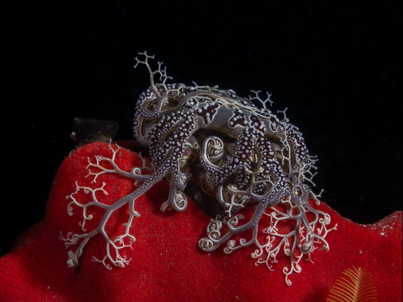 Estos son los ganadores de los premios al fotógrafo de primeros planos del año Estos son los ganadores de los premios al fotógrafo de primeros planos del año