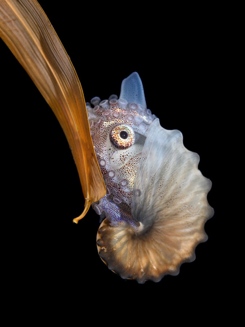 Estos son los ganadores de los premios al fotógrafo de primeros planos del año Estos son los ganadores de los premios al fotógrafo de primeros planos del año