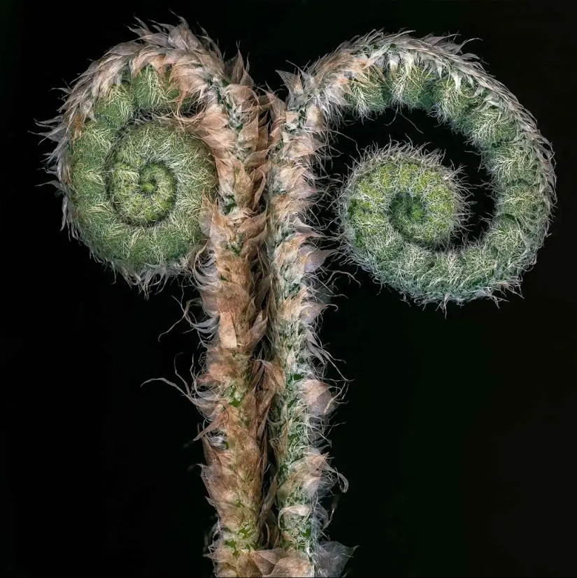 Explorando las formas en la fotografía: la revista AAP 42 muestra la belleza de la forma Explorando las formas en la fotografía: la revista AAP 42 muestra la belleza de la forma