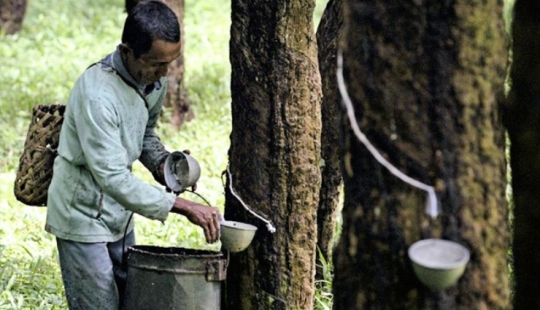 Fiebre del Caucho, o la historia de un milagro económico fallido Fiebre del Caucho, o la historia de un milagro económico fallido