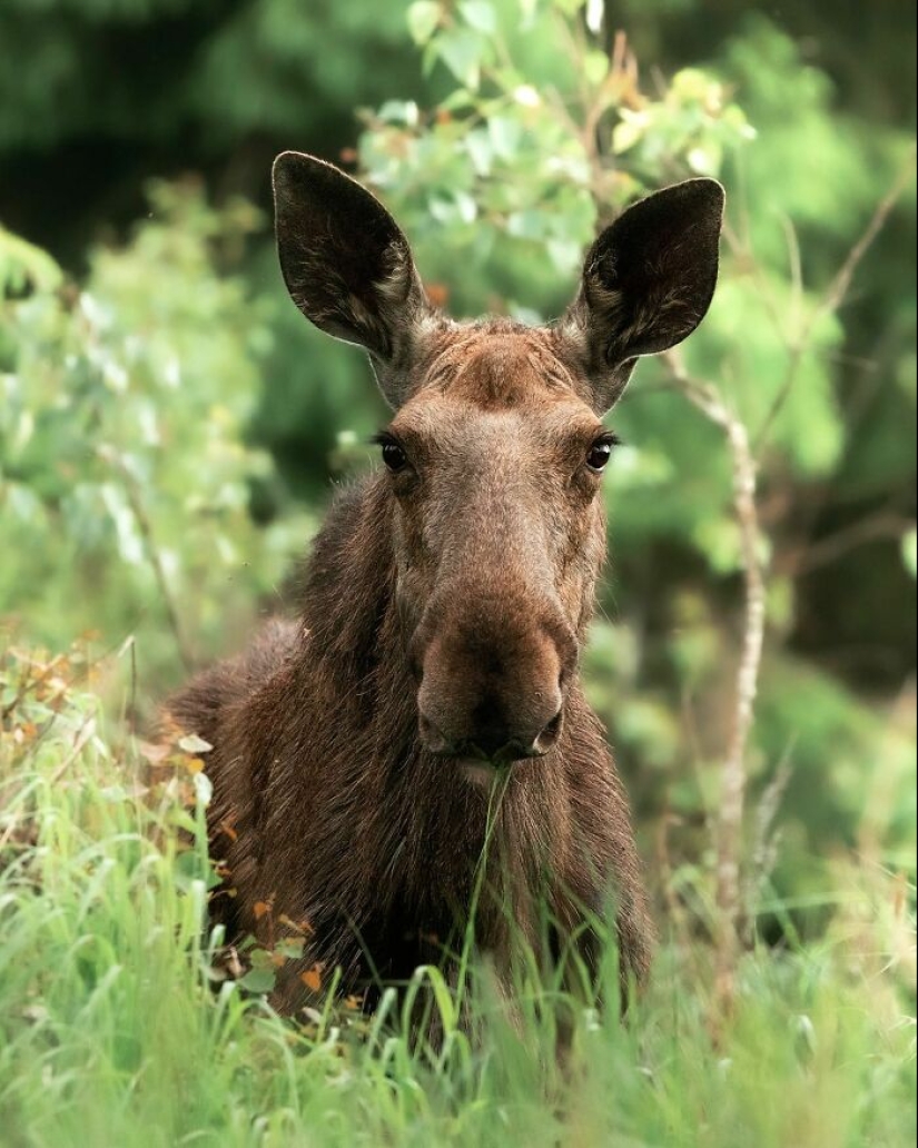 Finnish Photographer Takes Pictures Of Animals In Their Raw Moments