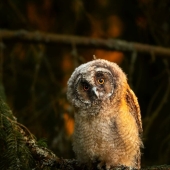 Finnish Photographer Takes Pictures Of Animals In Their Raw Moments