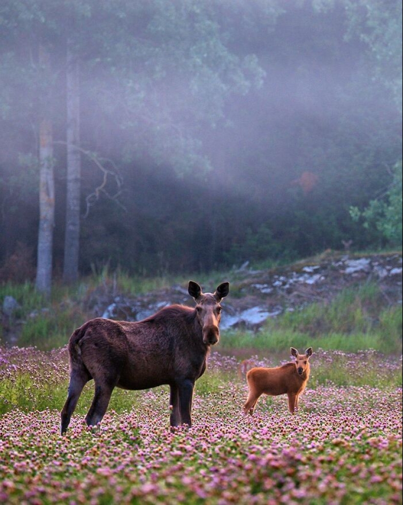 Finnish Photographer Takes Pictures Of Animals In Their Raw Moments