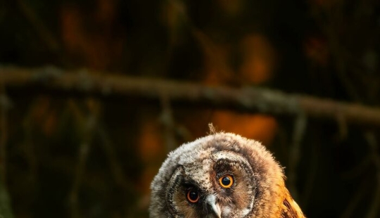 Finnish Photographer Takes Pictures Of Animals In Their Raw Moments