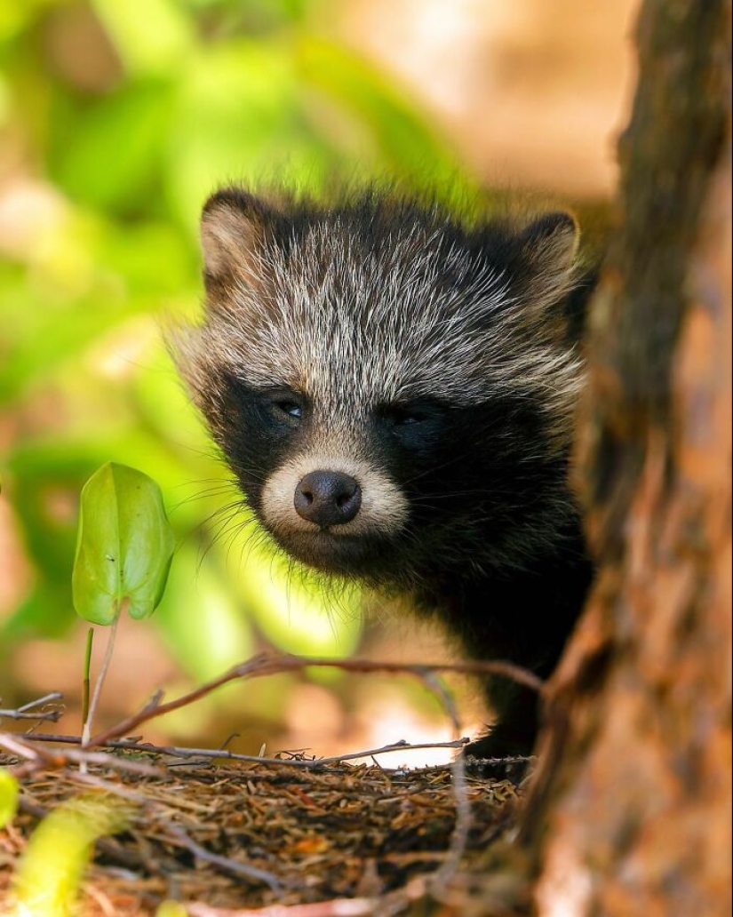 Finnish Photographer Takes Pictures Of Animals In Their Raw Moments